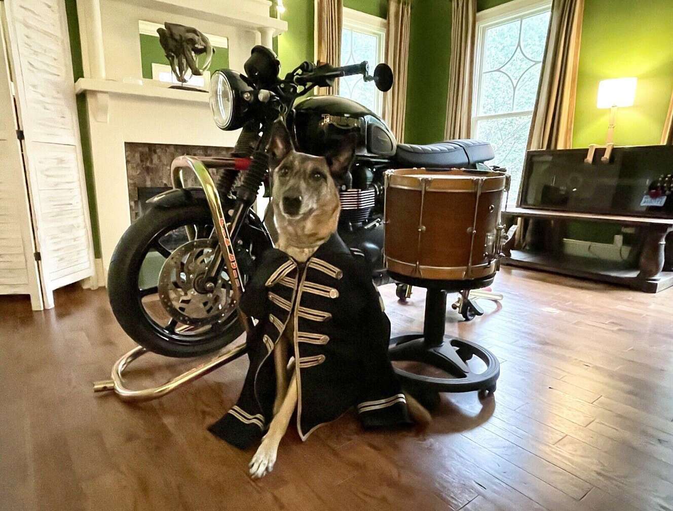 Der Hund von Bob Bryar mit seiner Uniform von My Chemical Romance